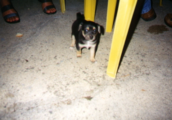 Rex1