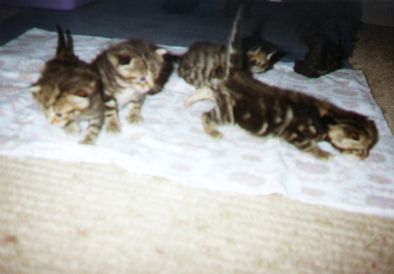 Kitis2